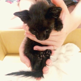 かわいい猫さんと一緒に暮らしませんか？