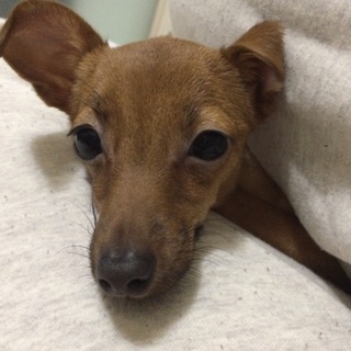 ☆ミニピンのメスです☆