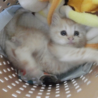 ふわふわ♡シュークリームのようなシューくん