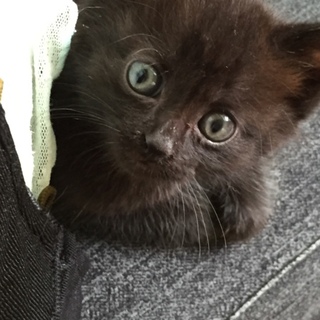 生後１ヶ月オス猫。可愛がってくださる方