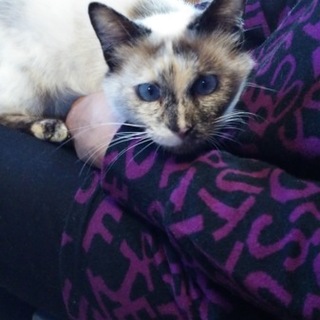 ゴロスリ抱っこのチャムちゃん１歳です