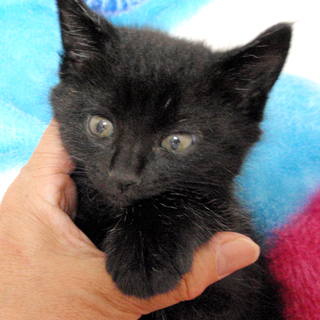 コロコロ体型の黒猫☆コロ助くん　1.5ヵ月