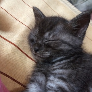 3月30日生まれの子猫です