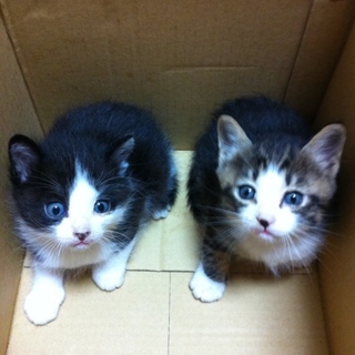 ありがとうございました。