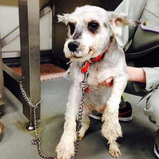 ◆ミニチュア・シュナウザーの赤くん◆