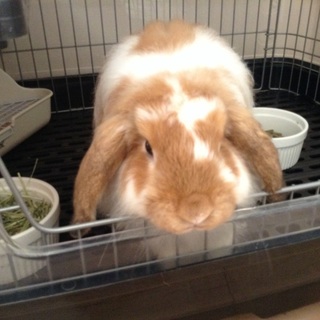 ロップイヤー(長毛)