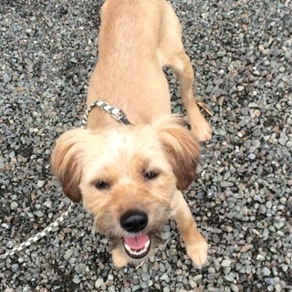 決定☆『カイ』崩壊現場から保護 全てが恐くて、初