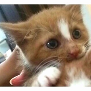 優しい里親様お願いします。