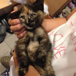 【子猫＿サビ柄】里親探しています