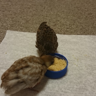 姫うずら　生後約４週間　２羽の里親募集です。