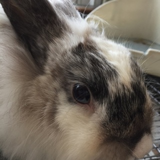 終生飼育をお願いします