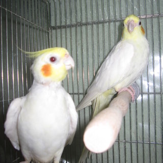 里親さんが決まりましたご応募ありがとうございました