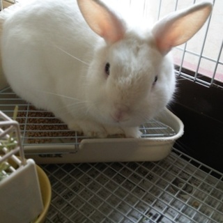 ウサギの里親募集
