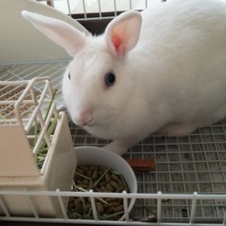 ウサギの里親募集