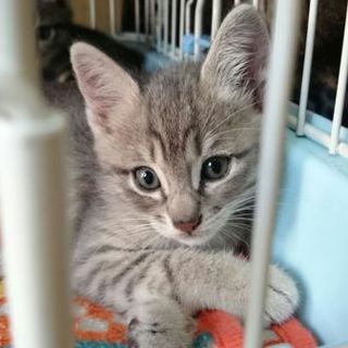 超イケメン仔猫♪（応募者多数の為一旦募集休止中）