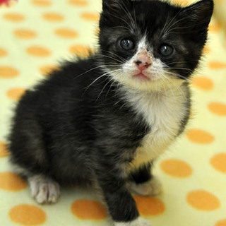 ミッキーマウスの手袋をした★春馬くん