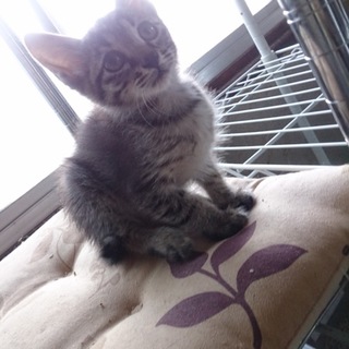 新しい家族を探しています！