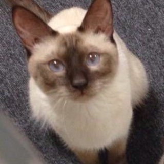 やんちゃなシャム男の子