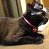 甘えん坊黒猫姉妹　タキちゃん サムネイル4