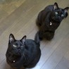 甘えん坊黒猫姉妹　タキちゃん サムネイル5