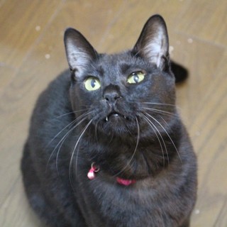 少しひかえめな黒猫の女の子ミキちゃん