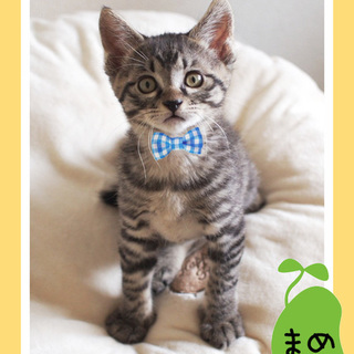 そらまめ兄弟　魅力満載まめのご家族カモーン！