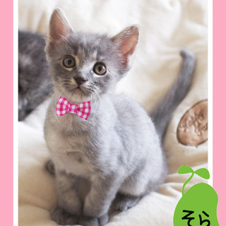 そらまめ兄弟　ロシアンブルー風そらのご家族カモーン