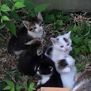 見つかりました！軒下生まれの可愛い子猫達 再掲