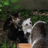 見つかりました！軒下生まれの可愛い子猫達 再掲 サムネイル2