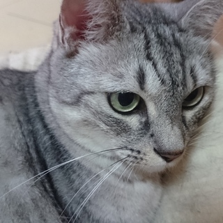 成猫2匹 至急募集