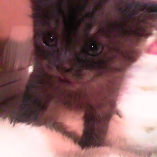 ショコラ色のアメショ模様ちゃん（雑種）里親募集中！