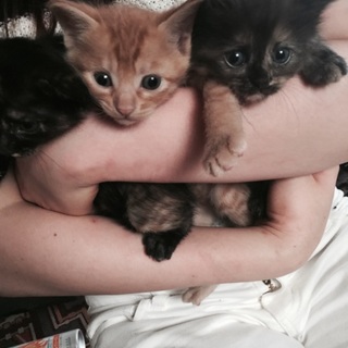 生後1カ月３匹の子猫ちゃんです。