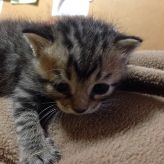 子猫の里親様を募集しています。