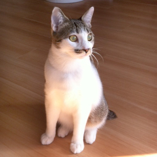 ソルくん（仮）の飼い主さま募集