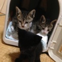 子猫黒猫とキジ白6匹里親さん募集♂♀ 再投稿
