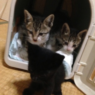 子猫黒猫とキジ白6匹里親さん募集♂♀ 再投稿