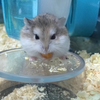 ロボロフスキーの里親募集 あと３匹