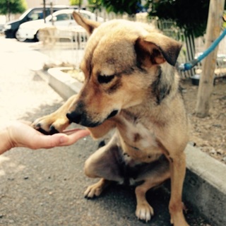 【緊急】控えめ・甘えん坊・成犬・メス【SOS】