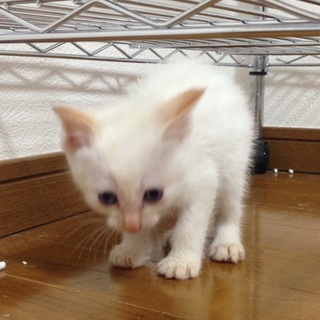 綺麗な子猫ちゃん