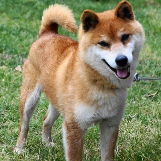 気質の良さならピカイチの豆柴かりんちゃんです。