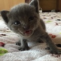 ロシアンブルー風ちゃん