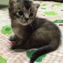 可愛い子猫アビシニアン風ちゃん