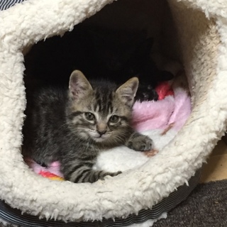 遊ぶの大好き　きじ猫さん！