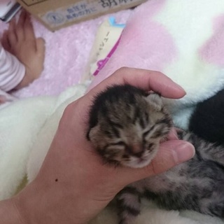 育児放棄されたネコちゃん！