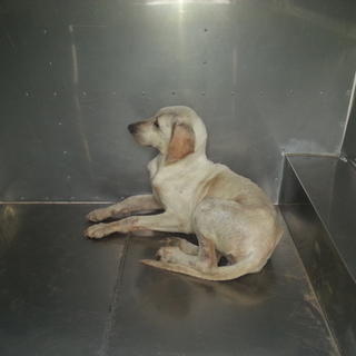 期限が迫っている薄茶ラブ系女の子！！