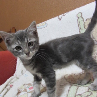 子猫ラッシュ！20匹以上常時入れ替わり。