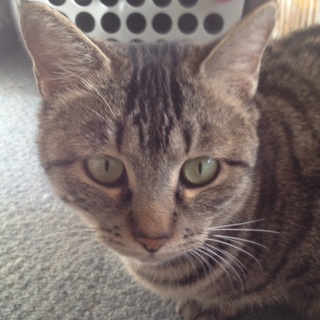 美人なキジトラ、ナッツです