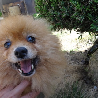 ポメラニアン１０歳