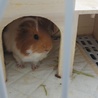 花ちゃん