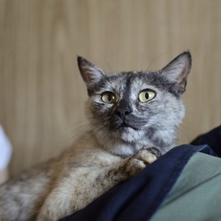 さび猫まりちゃん　里親募集中